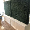 boxwood backdrop wall