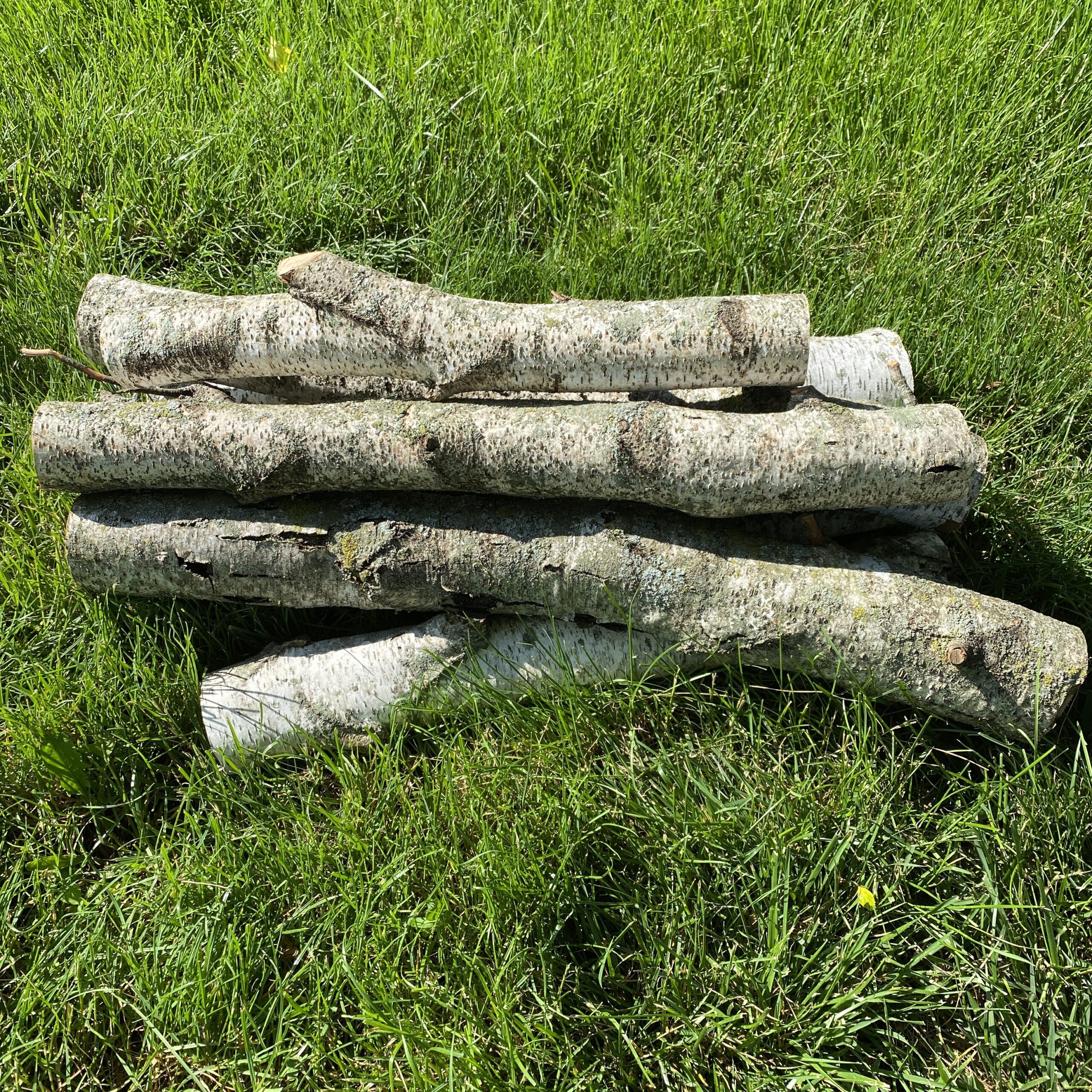 White Birch Logs-$2 - Image 2
