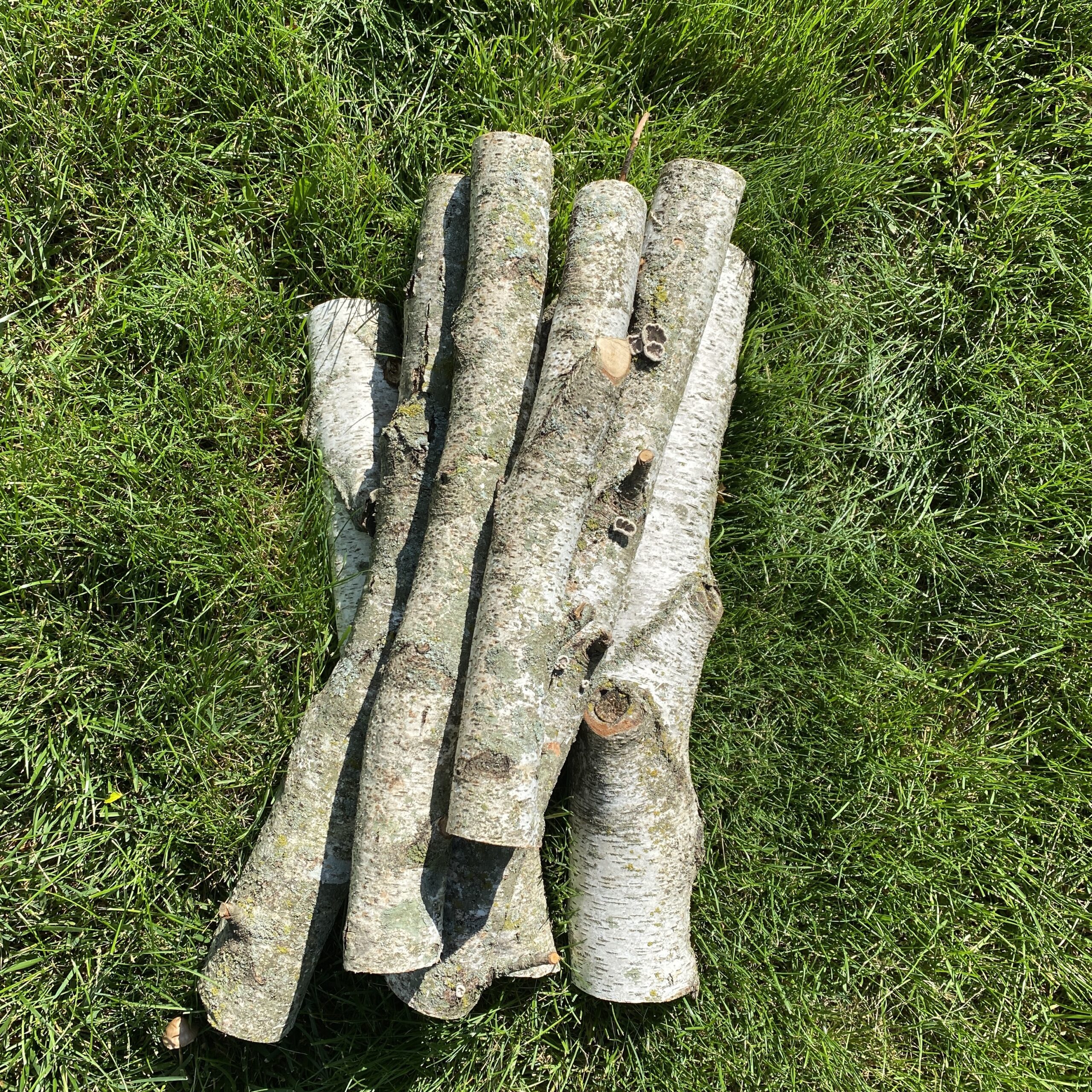 White Birch Logs-$2 - Image 3