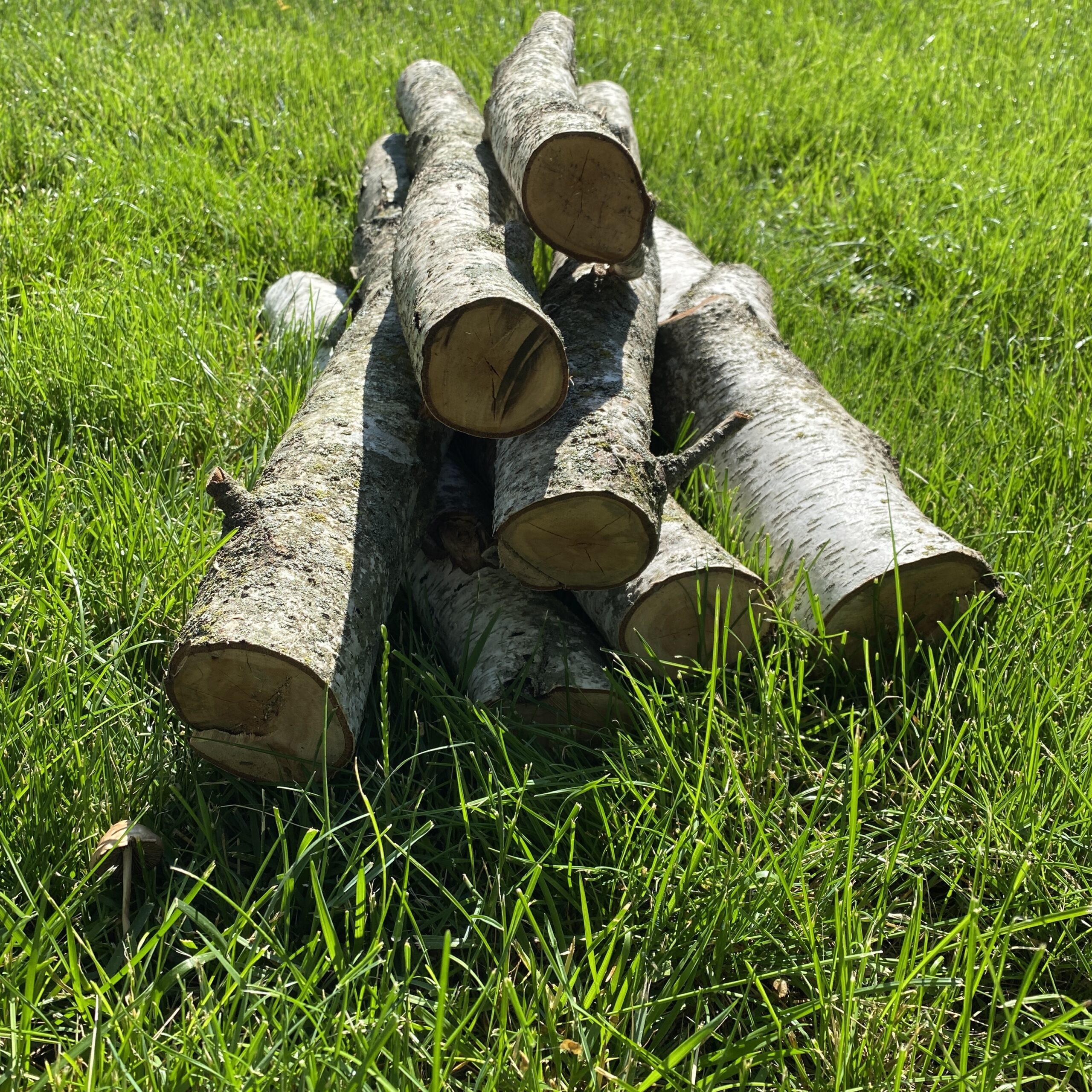 White Birch Logs-$2 - Image 4